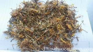 Hình ảnh vị thuốc kim ngân hoa